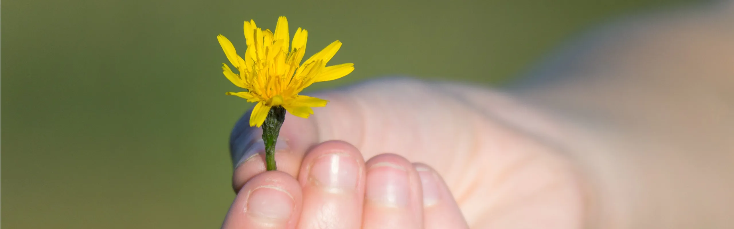 Eine Hand hält eine gelbe Blüte zum Verschenken