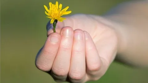 Eine Hand hält eine gelbe Blüte zum Verschenken.
